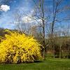 Forsythia