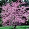 Indian Summer Crabapple