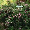 Rosa Rugosa